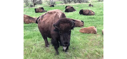 A bison standing square to the camera in green grass, the rest of the herd lying down behind it