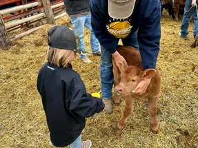 Case in a backwards cap watching a man hold a red calf steady in a straw-covered pen