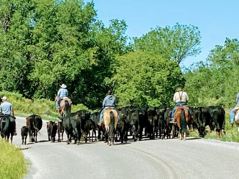A herd of black cattle being driven down a country road by three riders on horseback, green timber either side