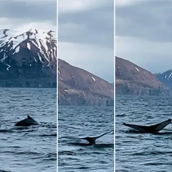 Three frames of the same whale: the dorsal fin cutting the surface, the tail lifting, and the flukes raised clear of the water, mountains behind