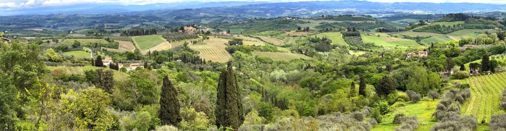 A wide view over the Tuscan hills, cypresses and olive groves and striped vineyards running back to the ridgeline