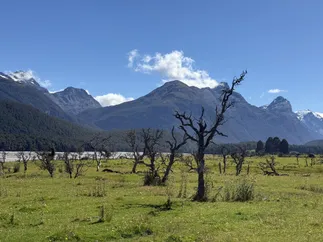 A meadow of bare twisted trees at Paradise below steep forested mountains, a braided river bed running along behind