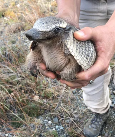 A small armadillo held in two hands, its banded shell and long claws clearly visible
