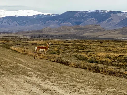 A pronghorn standing at the edge of a dirt road on open sage flats, snow-covered mountains behind