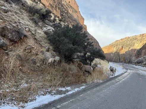 Three bighorn sheep on the snowy verge of the canyon road, one ram with full curled horns, red rock walls behind