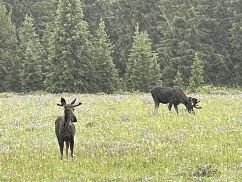 Two moose in a meadow of wildflowers in light rain, one looking up and the other grazing, dark firs behind
