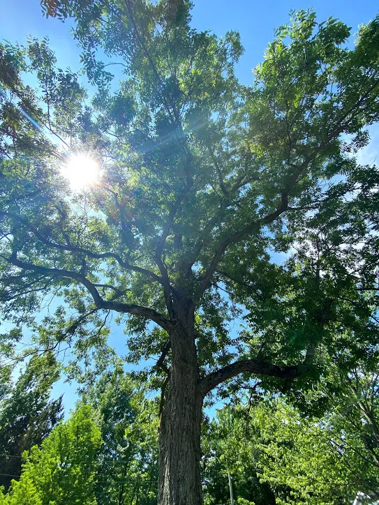 Looking up the trunk of a big leafy tree, sun flaring through the branches against a blue sky