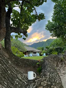 The thatched villa seen between the roots of a big shore tree, green ridges and a gold sunset behind, a coffee mug on the root in the foreground
