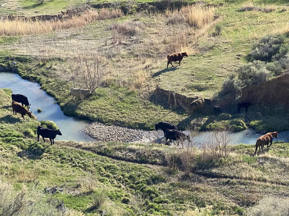 Cattle strung along both banks of a narrow creek seen from above, some drinking and some crossing the gravel bar