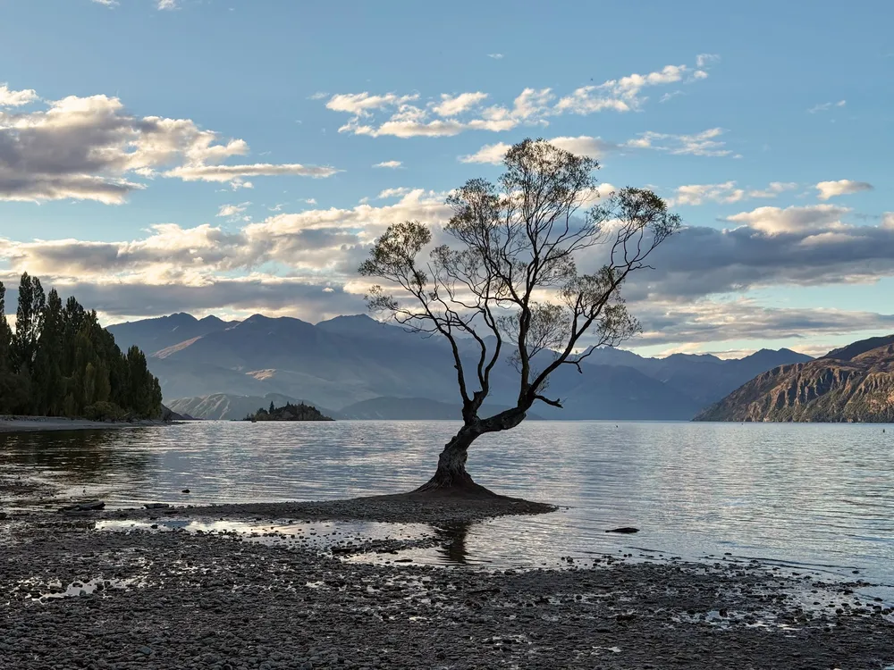 The Wanaka tree standing alone in the shallows of the lake at dawn, mountains and soft cloud behind it