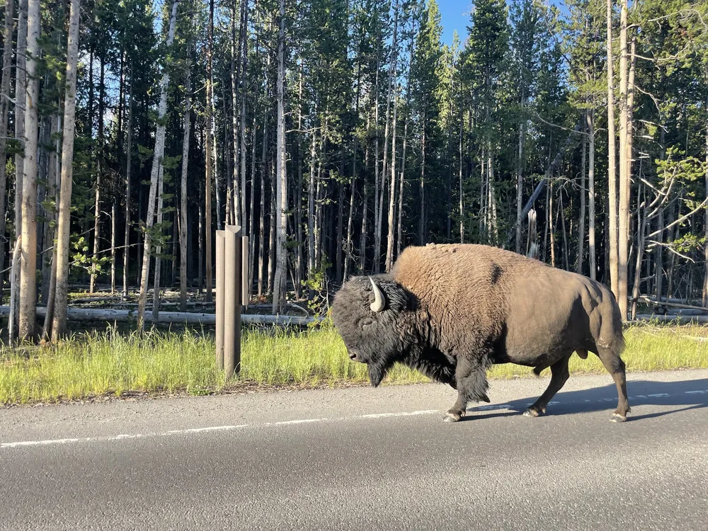 A bison walking along the white line of the park road, burnt lodgepole pines behind it