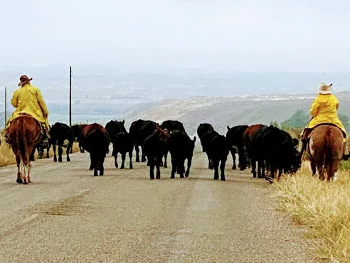 Two riders in yellow slickers flanking a herd of cattle on a hilltop road, hazy country falling away behind